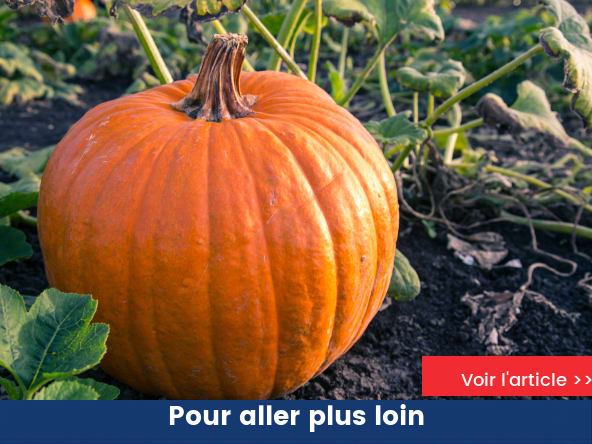La citrouille
